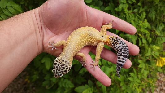 Super Hypo Bold Emerine ph RAPTOR