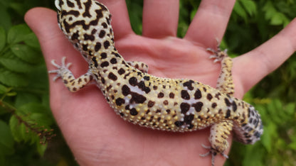 Halloween Mask Bold Emerine ph RAPTOR
