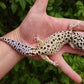 Snake eyes Eclipse Bold Emerine poss WY ph Tremper