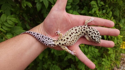 Snake eyes Eclipse Bold Emerine poss WY ph Tremper