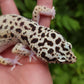 Snake eyes Eclipse Bold Emerine poss WY ph Tremper