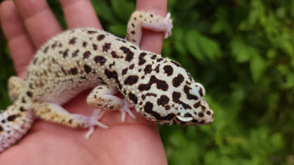 Snake eyes Eclipse Bold Emerine poss WY ph Tremper