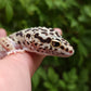 Snake eyes Eclipse Bold Emerine poss WY ph Tremper