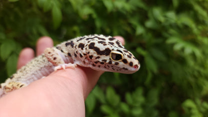 Snake eyes Eclipse Bold Emerine poss WY ph Tremper