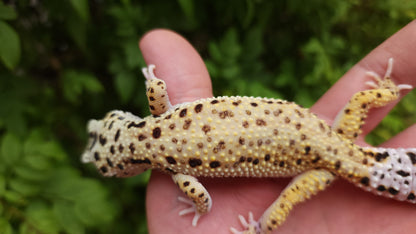 Hyper Xanthic Bold Stripe Emerine Lineage poss WY ph RAPTOR