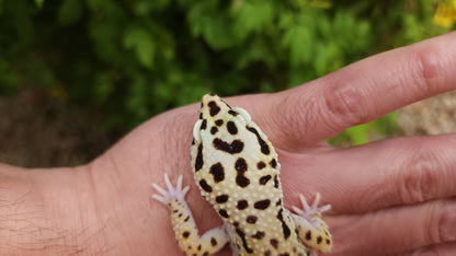 Hyper Xanthic Bold Stripe Emerine Lineage poss WY ph RAPTOR