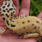 Hyper Xanthic Bold Bandit Emerine poss WY ph RAPTOR