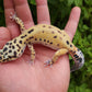 Hyper Xanthic Bold Bandit Emerine poss WY ph RAPTOR