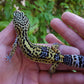 Female Pure Black Night Leopard Gecko (Low Black)