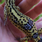 Female Pure Black Night Leopard Gecko (Low Black)