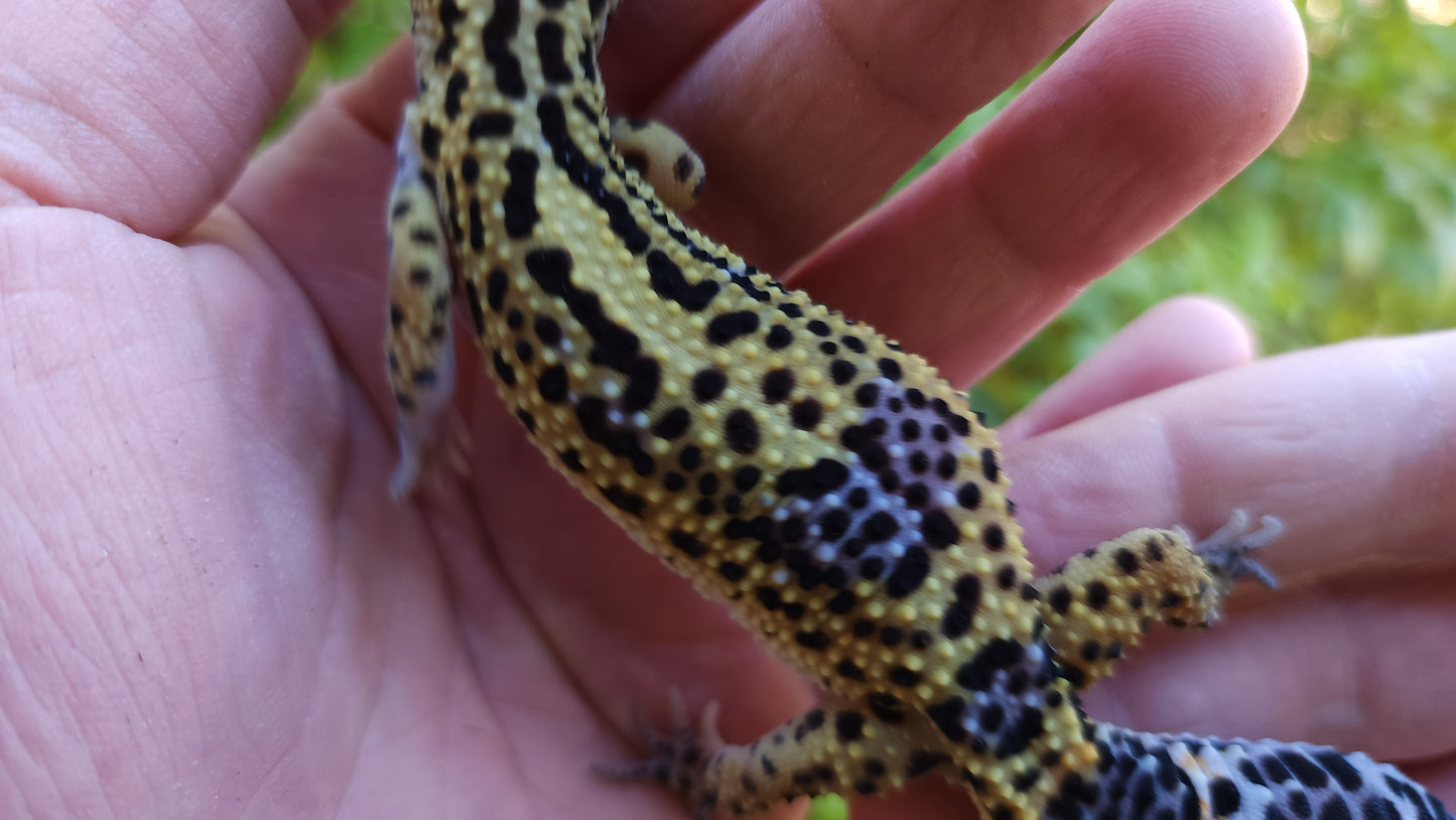 Female Pure Black Night Leopard Gecko (Low Black)