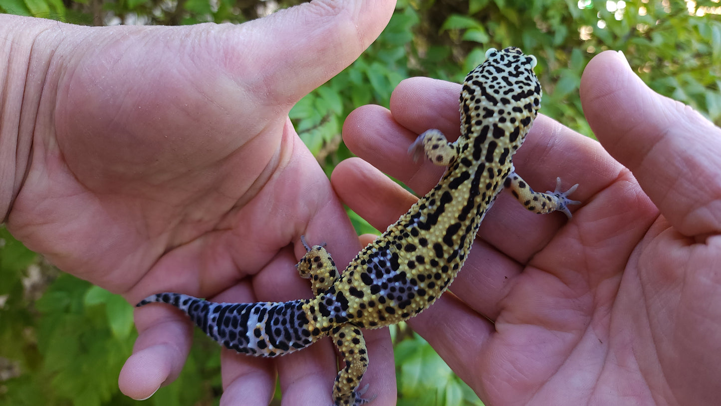 Female Pure Black Night Leopard Gecko (Low Black)