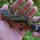 Female Pure Black Night Leopard Gecko (Medium Black)