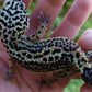 Female Pure Black Night Leopard Gecko (Medium Black)