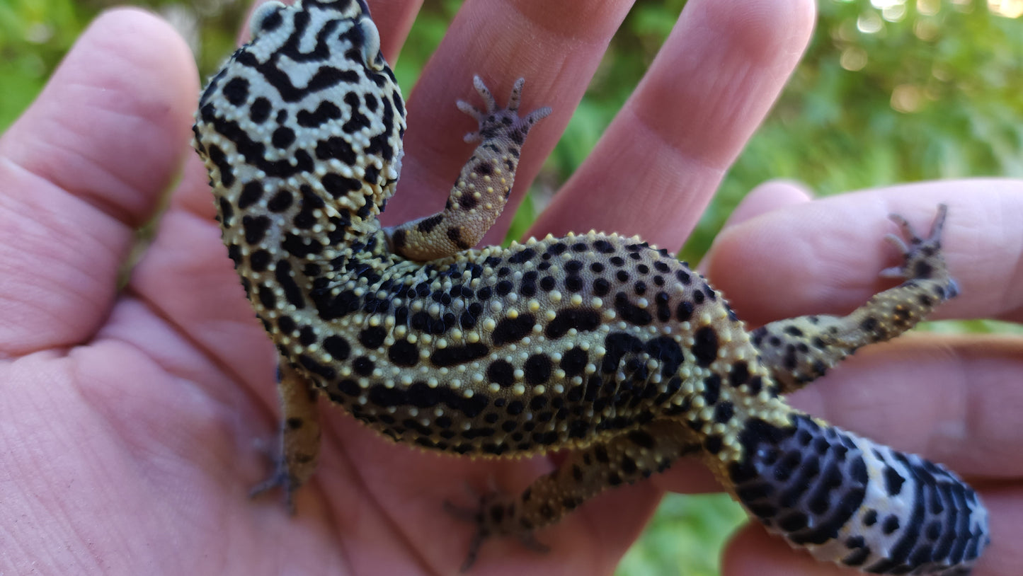 Female Pure Black Night Leopard Gecko (Medium Black)
