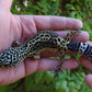 Female Pure Black Night Leopard Gecko (Medium Black)