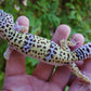 Female Pure Fasciolatus Leopard Gecko