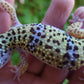 Female Pure Fasciolatus Leopard Gecko