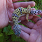 Female Pure Fasciolatus Leopard Gecko