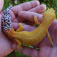 Female Mandarin Hyper Xanthic Bold Cross Leopard Gecko