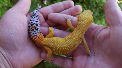 Female Mandarin Hyper Xanthic Bold Cross Leopard Gecko