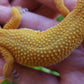Female Mandarin Hyper Xanthic Bold Cross Leopard Gecko