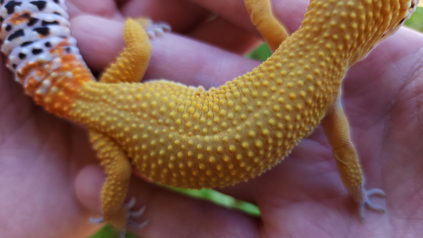 Female Mandarin Hyper Xanthic Bold Cross Leopard Gecko