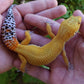 Female Mandarin Hyper Xanthic Bold Cross Leopard Gecko