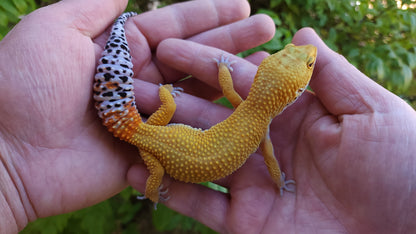 Female Mandarin Hyper Xanthic Bold Cross Leopard Gecko
