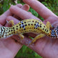 Female Fasciolatus Inferno Cross Leopard Gecko