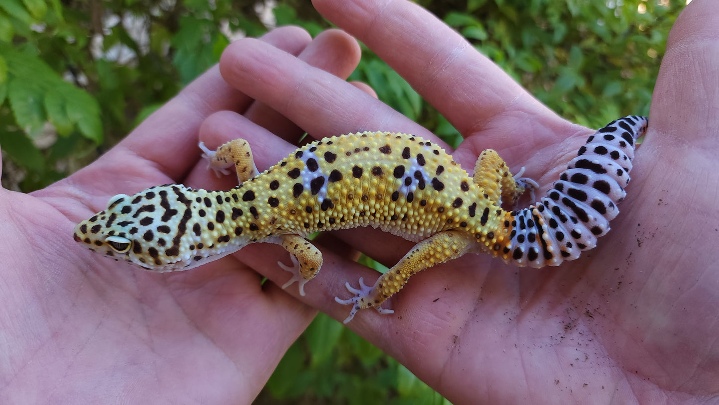 Female Fasciolatus Inferno Cross Leopard Gecko