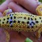Female Fasciolatus Inferno Cross Leopard Gecko