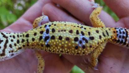 Female Fasciolatus Inferno Cross Leopard Gecko
