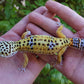 Female Fasciolatus Inferno Cross Leopard Gecko