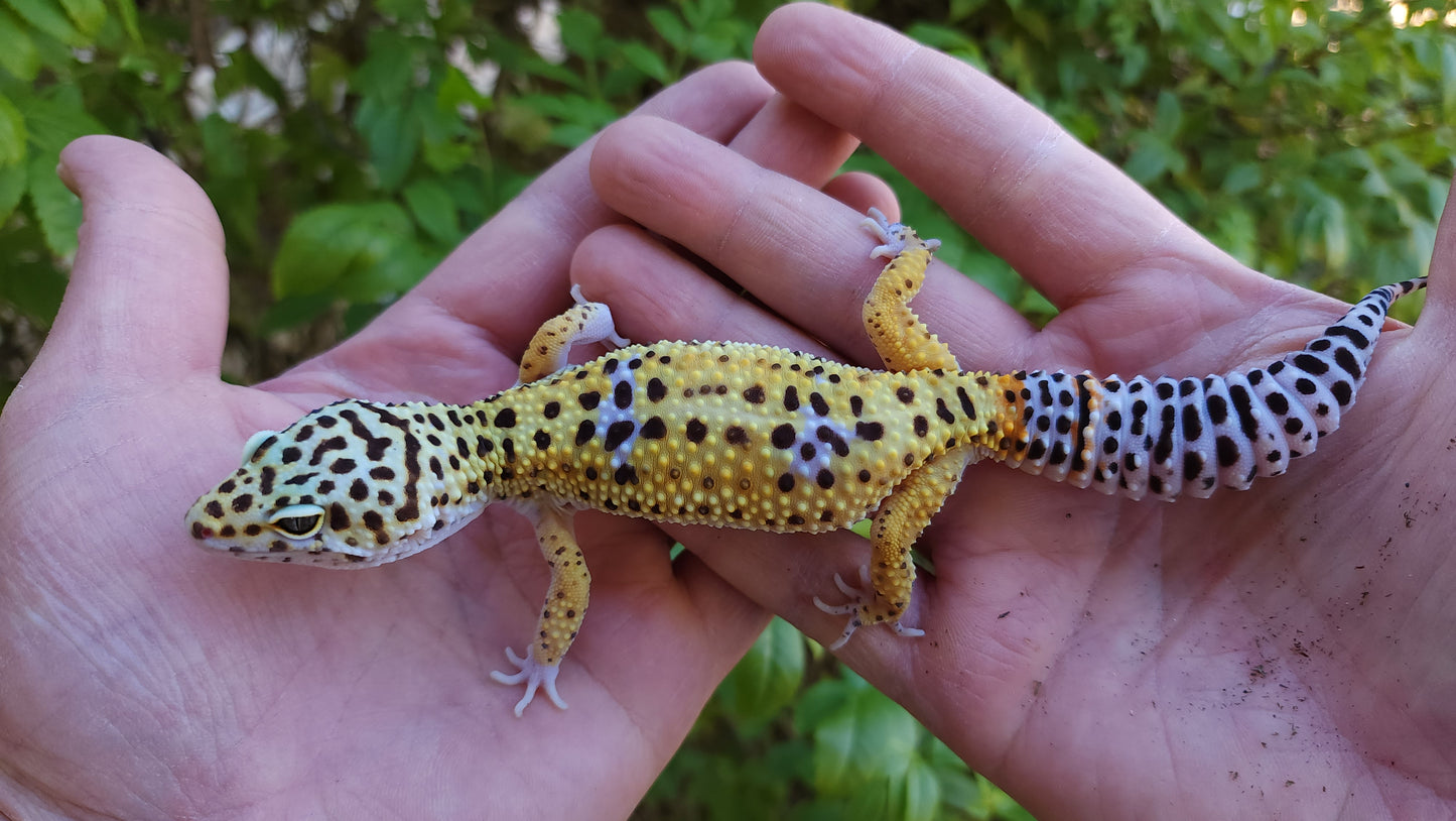 Female Fasciolatus Inferno Cross Leopard Gecko