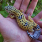 Female Fasciolatus Inferno Cross Leopard Gecko