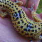 Female Fasciolatus Inferno Cross Leopard Gecko