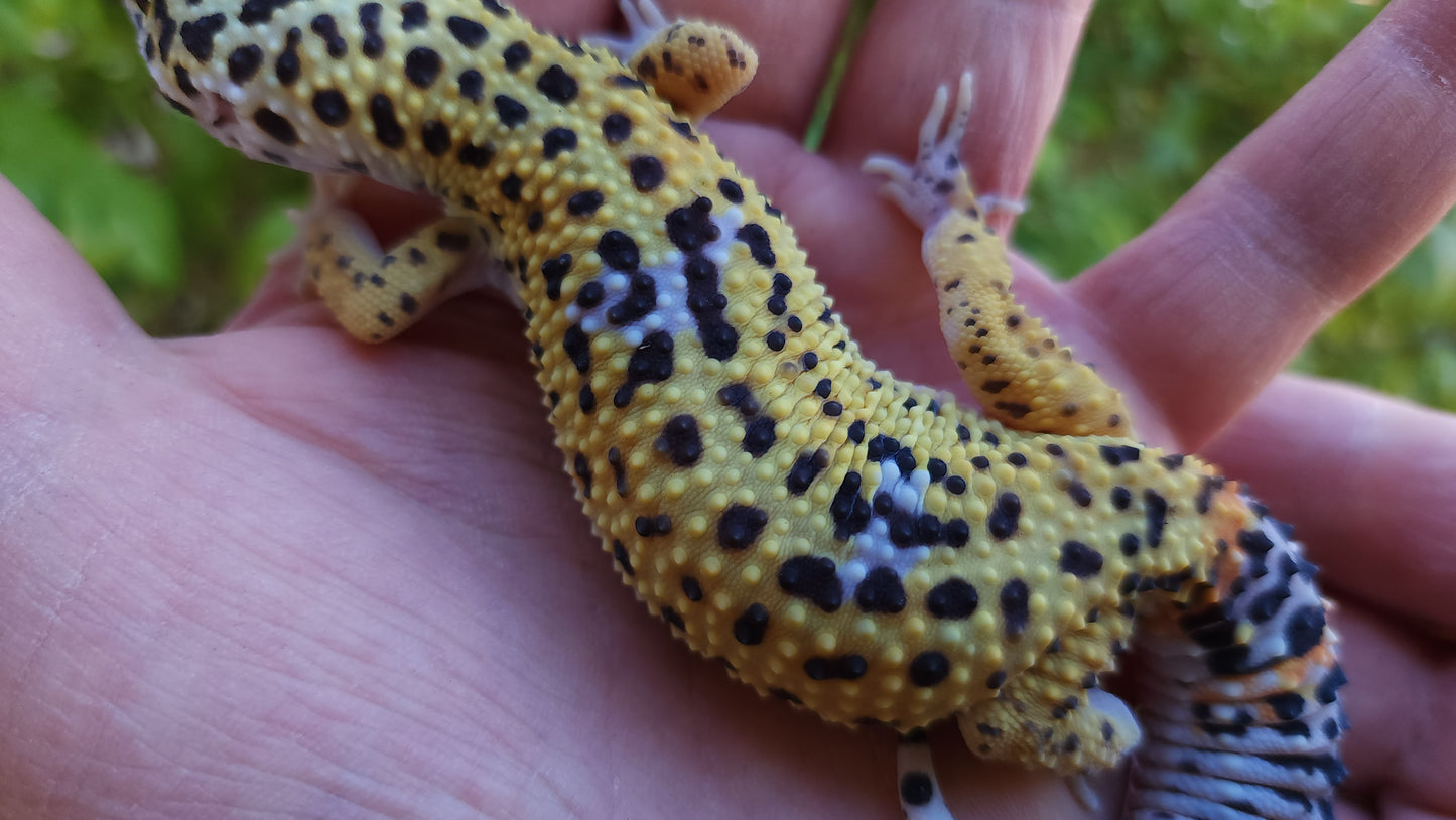 Female Fasciolatus Inferno Cross Leopard Gecko