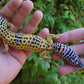 Female Fasciolatus Inferno Cross Leopard Gecko