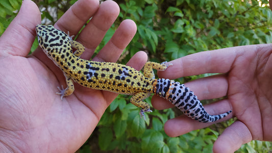 Female Fasciolatus Inferno Cross Leopard Gecko