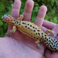 Female Inferno Bold Emerine Cross Leopard Gecko