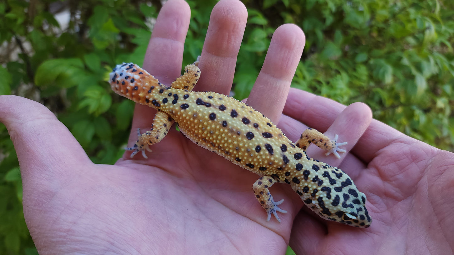 Female Inferno Bold Emerine Cross Leopard Gecko