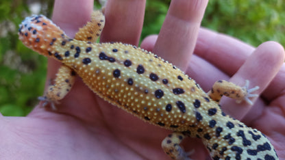 Female Inferno Bold Emerine Cross Leopard Gecko