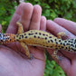 Female Inferno Bold Emerine Cross Leopard Gecko