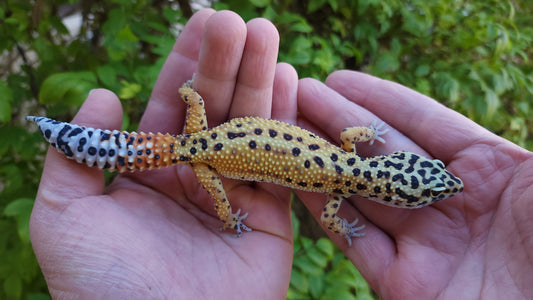 Female Inferno Bold Emerine Cross Leopard Gecko