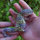 Male Pure Fasciolatus Leopard Gecko