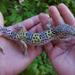 Male Pure Fasciolatus Leopard Gecko