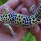Male Pure Fasciolatus Leopard Gecko