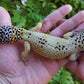 Female Hypo Leopard Gecko