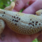 Female Hypo Leopard Gecko